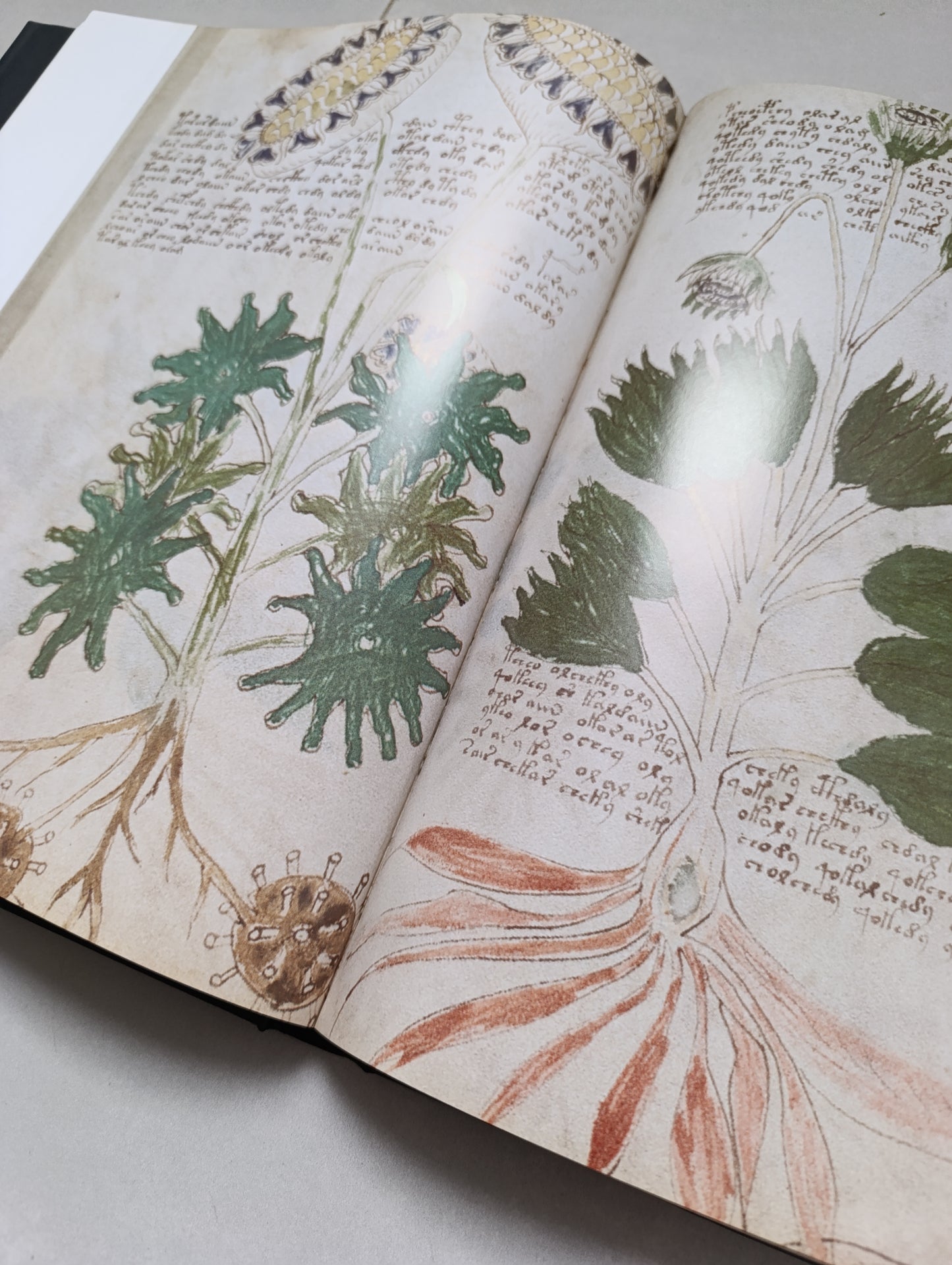 Le Code Voynich — Le manuscrit le plus mystérieux du monde — Jean-Claude Gawsewitch Éditeur