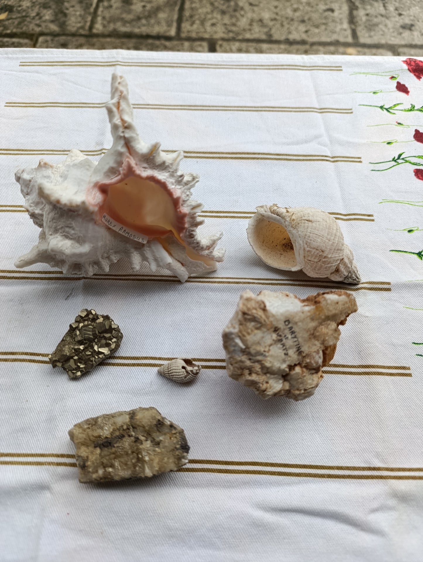 Lot de minéraux et coquillages décoratifs.