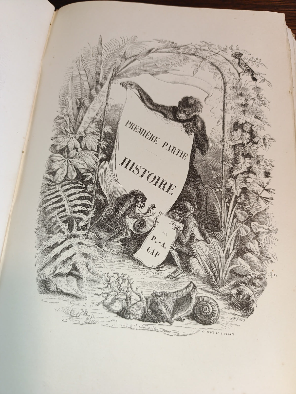 Le Muséum d’histoire naturelle — Cap, Curmer 1854 — exemplaire photographié