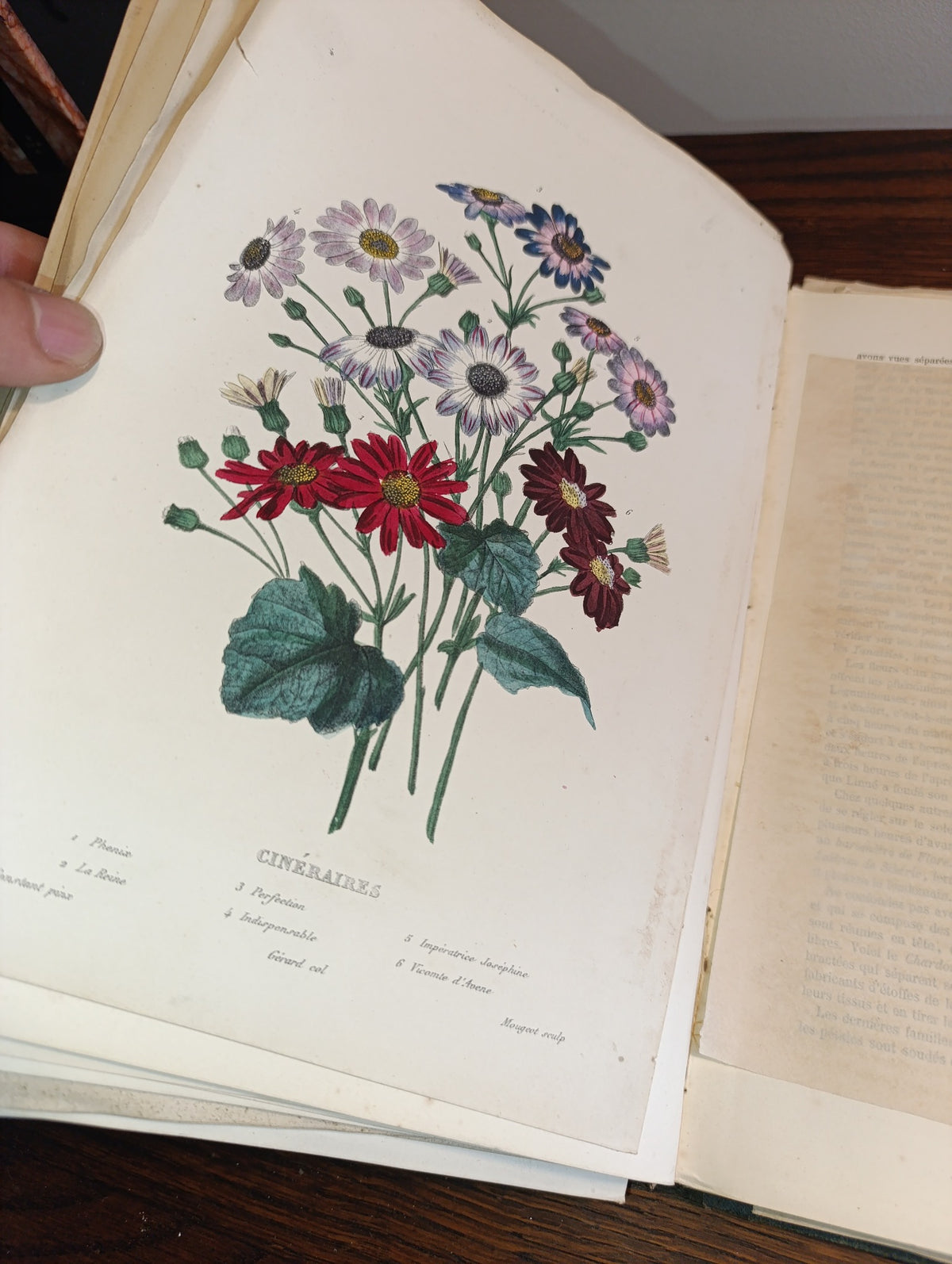 Le Muséum d’histoire naturelle — Cap, Curmer 1854 — exemplaire photographié
