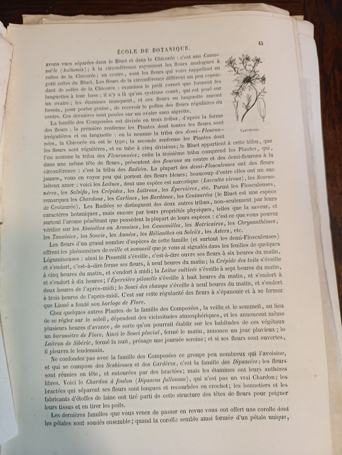 Le Muséum d’histoire naturelle — Cap, Curmer 1854 — exemplaire photographié